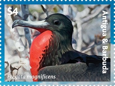 Tylopilus potamogeton