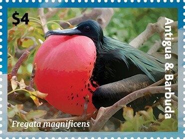 Pope Francis in New York