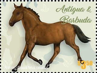 Cattleyopsis lindenii