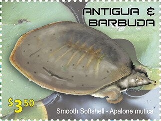 Oceanic Whitetip Shark (Carcharhinus longimanus)