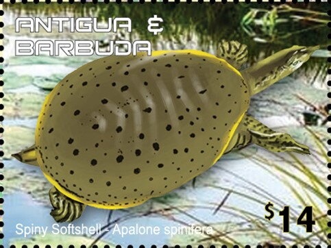 Mallard (Anas platyrhynchos)