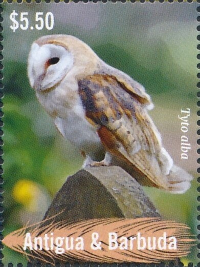 Paphiopedilum Pinocchio