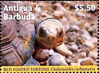 Caribbean Coot (Fulica caribaea)