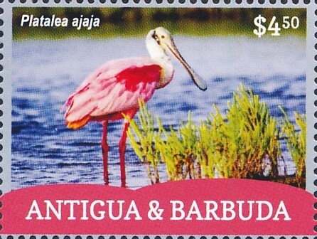 Sugarcane Plantation