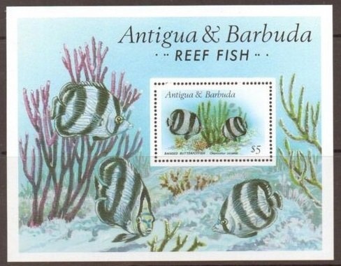 Merino Sheep (Ovis aries)