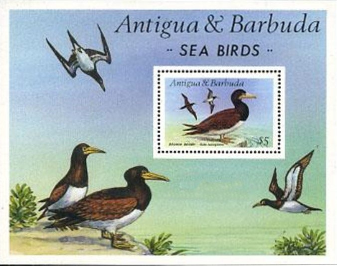 Austroboletus festivus