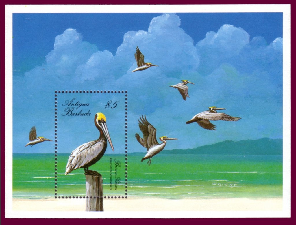 Chroogomphus jamaicensis