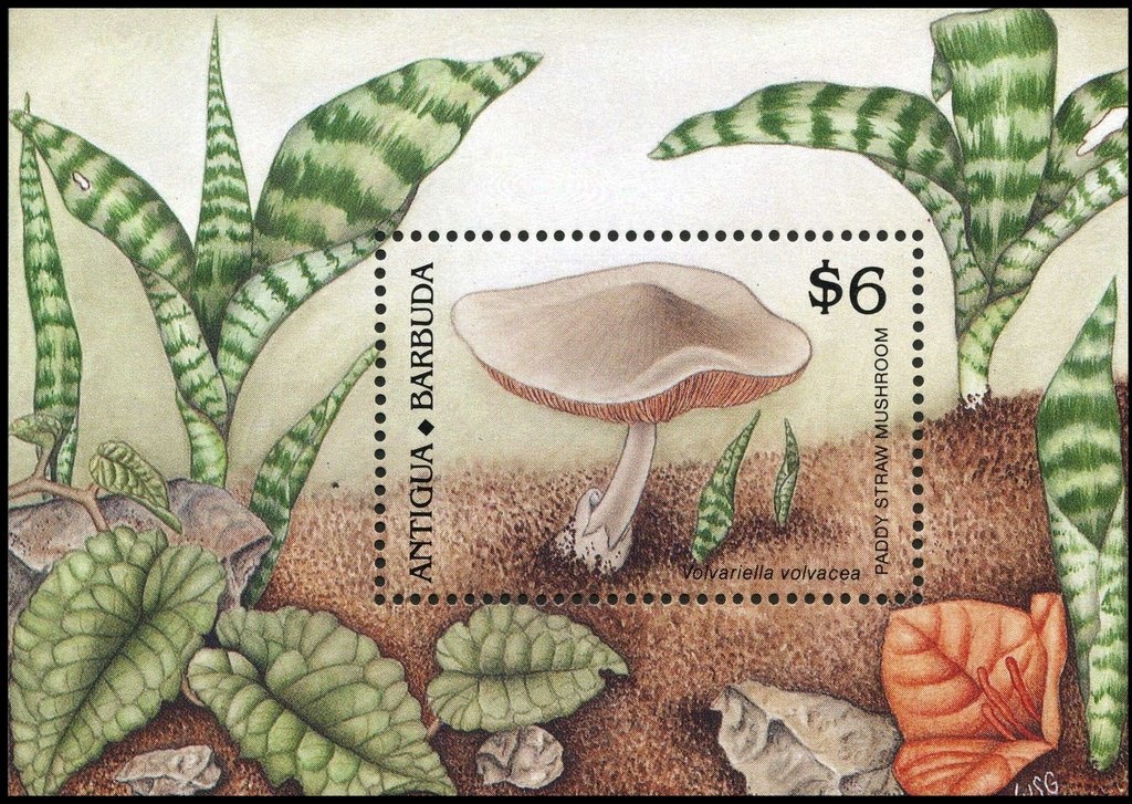 White Oleander (Nerium oleander)