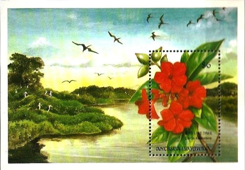 Birds of Antigua & Barbuda