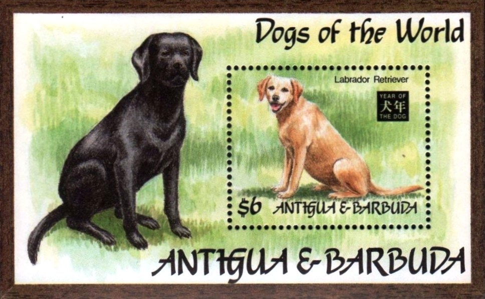 Young Aloe Vera Leaves