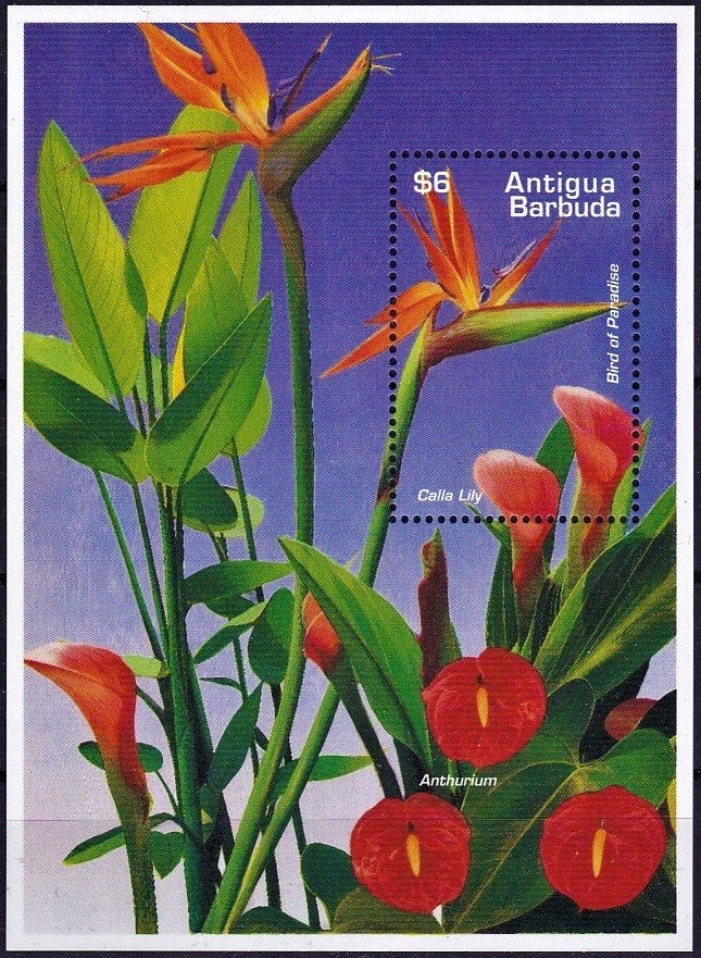 Prehensile-tailed Porcupine (Coendu prehensilis)