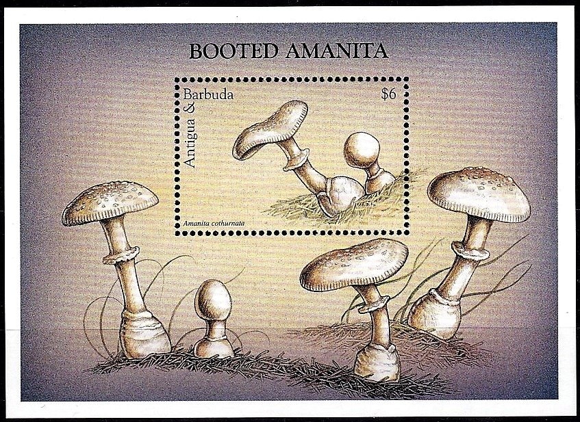 Blue-and-yellow Macaw (Ara ararauna)