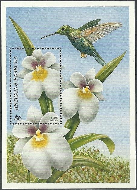 Green-throated Mango