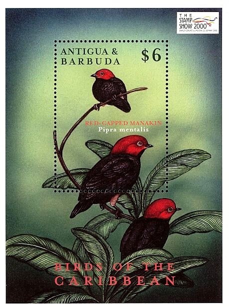 Cattle (Bos primigenius taurus)