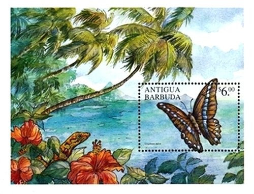 Magnificent Frigatebird