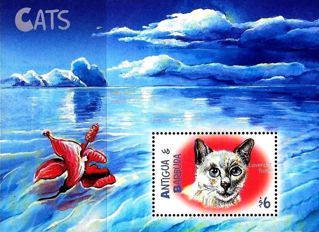 Siamese Cat (Felis silvestris catus)