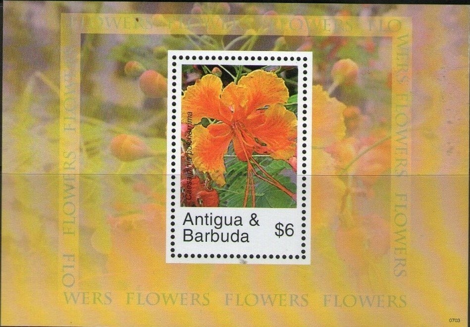 Double-collared Seedeater (Sporophila caerulescens)