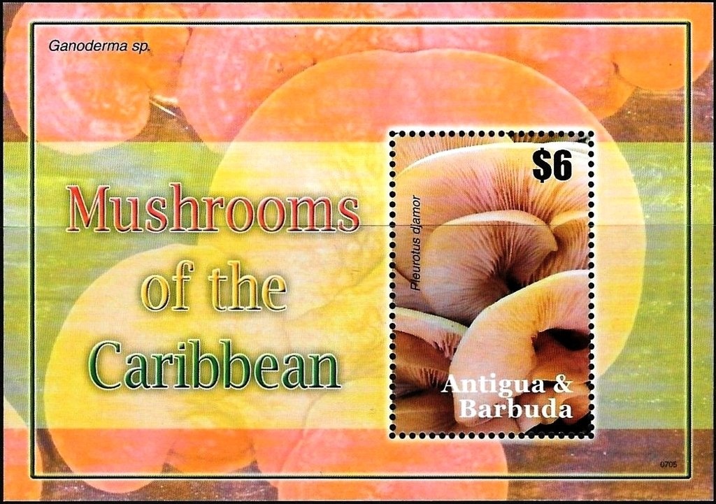 Magnificent Frigatebird (Fregata magnificens)