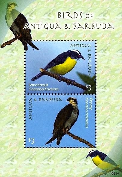 Dolphins of the Caribbean