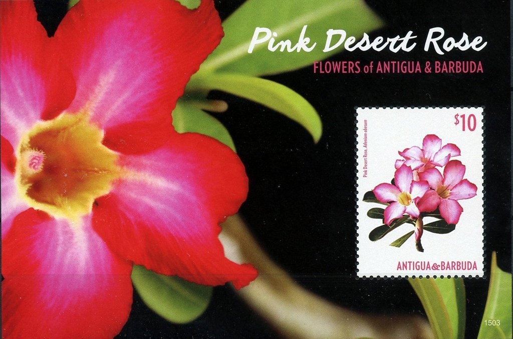 Saffron milk cap (Lactarius deliciosus)