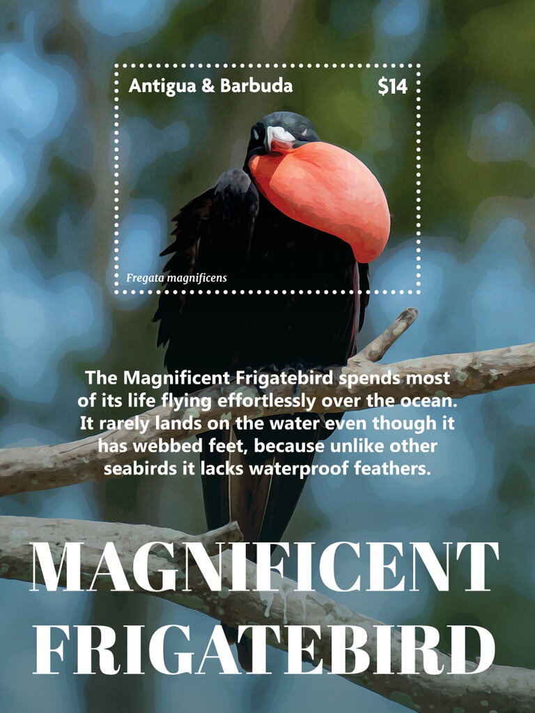 Weedy Seadragon (Phyllopteryx taeniolatus)