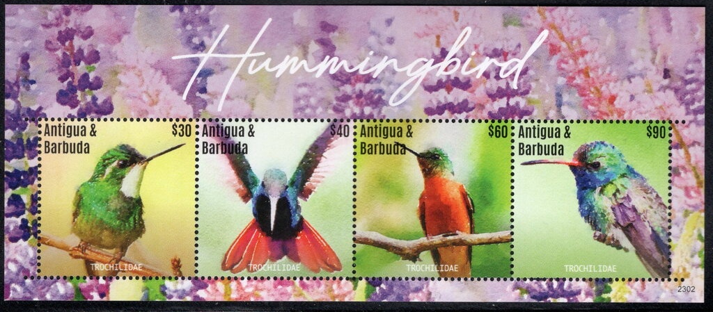 Caribbean Reef Octopus (Octopus briareus) - White