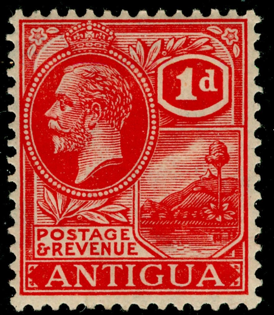 Caribbean Reef Octopus (Octopus briareus)