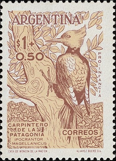 Gray Crowned Crane (Balearica regulorum)