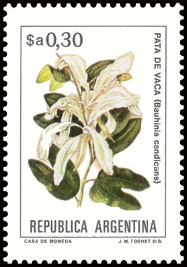 Camalote Aguapey (Eichhornia crassipes) - Phosphor