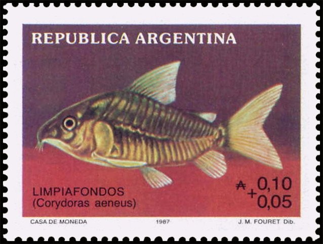 Gentoo Penguin (Pygoscelis papua)