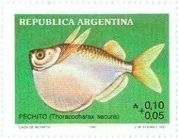 Leopard Seal (Hydrurga leptonyx)