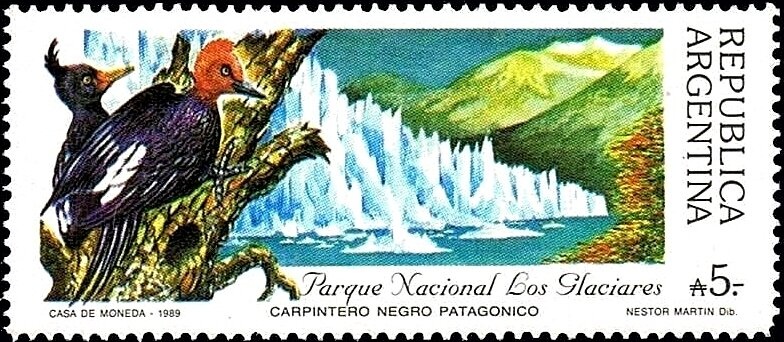 Hooded Siskin (Spinus magellanicus)