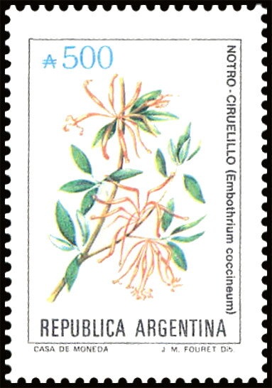 Espárragos (asparagus) - Asparagus officinalis