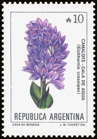 South Cross Constellation