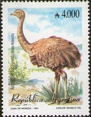 Scarlet-headed Blackbird  (Amblyramphus holosericeus)