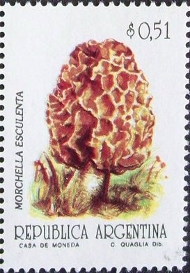 Miniature Schnauzer (Canis lupus familiaris)