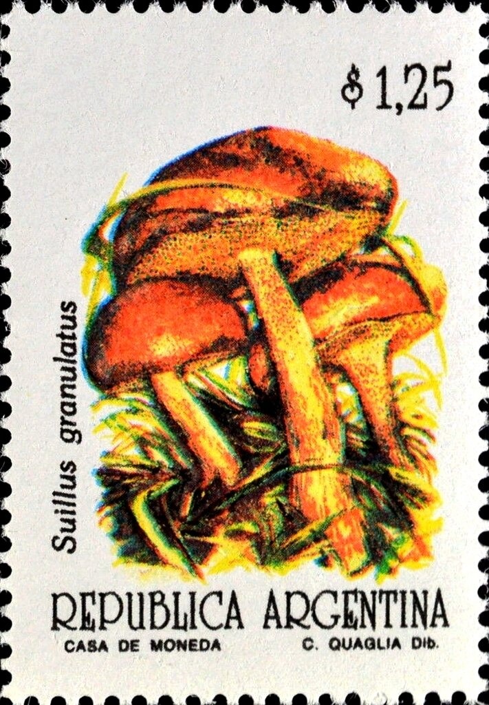 50 Years Aero Club Argentino