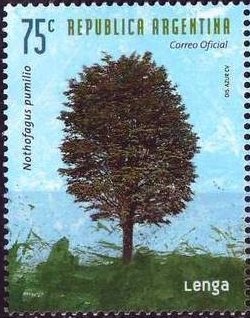 King Penguin (Aptenodytes patagonica)