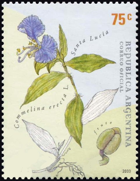 Rose (Rosa × damascena Mill.)