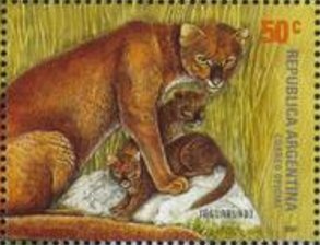 Saffron-crowled Blackbird (Xanthopsar flavus)