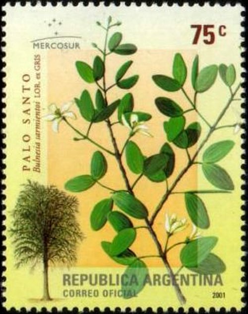 Manzana (apple) - Malus domestica