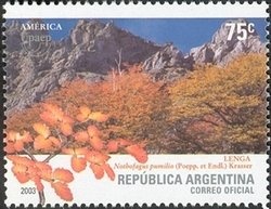 Hummimgbird (stylized)