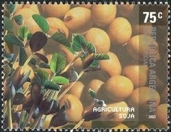 Vicugna (Vicugna vicugna)