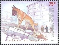 Flor de Carnaval (Cassia carnaval) - Phosphor