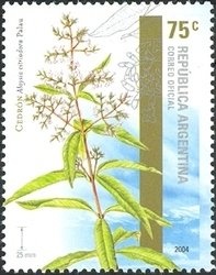 Burmese (Felis silvestris catus)