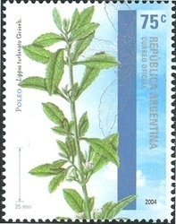 Jacaranda-Tarco (Jacaranda mimosifolia) - Fluo