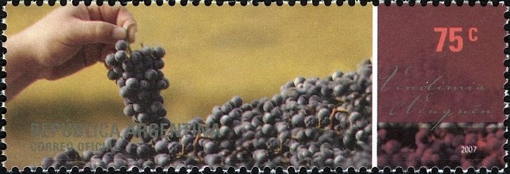 Antarctic Tern (Sterna vittata)