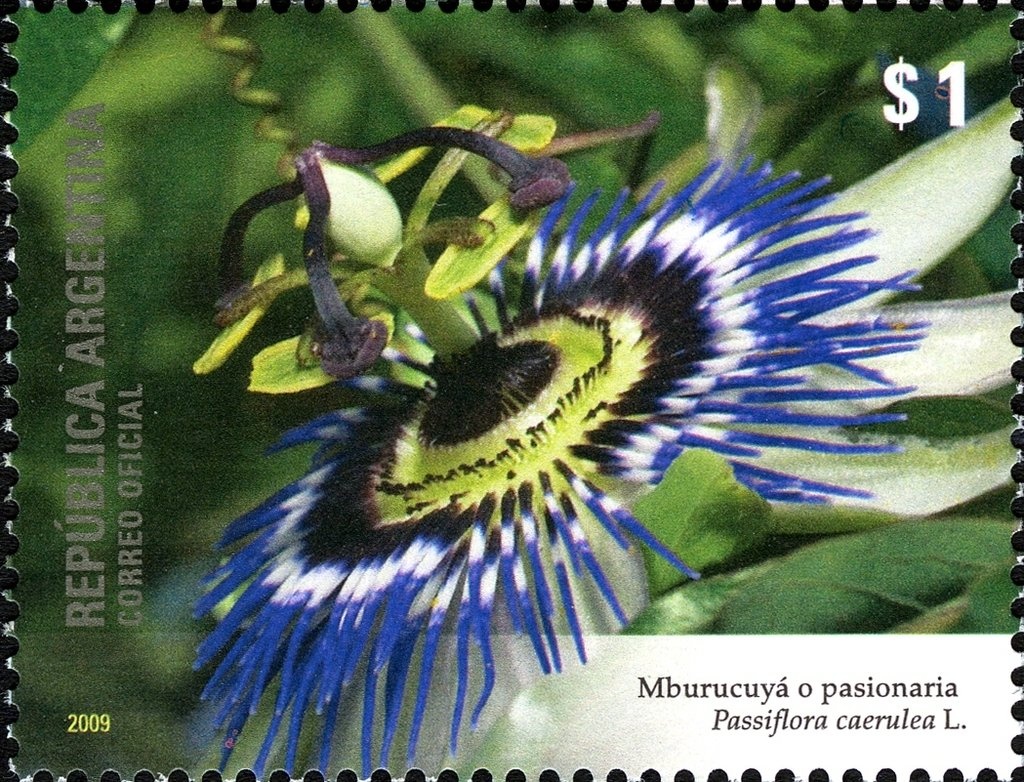 Astyanax bimaculatus