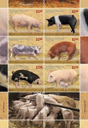 Southern Lapwing (Vanellus chilensis)