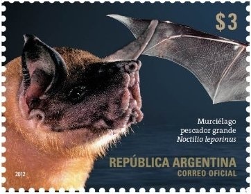 English sheepdog (Canis lupus familiaris)